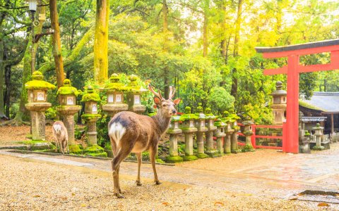 Japonia Express z DiscoverAsia najlepsze wycieczki do Japonii (14) Nara Park jelonek sika_11zon.jpg